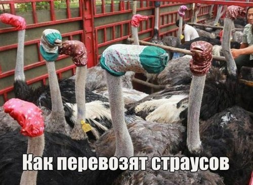Подборка так себе картинок