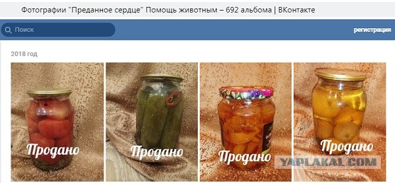 Помогите вернуть кота! Приют "Преданное сердце" украл кота и не отдает!-2