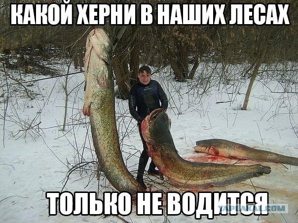 Весёлые картинки 18.01.20