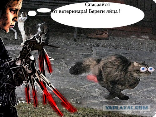 Быстрый кот