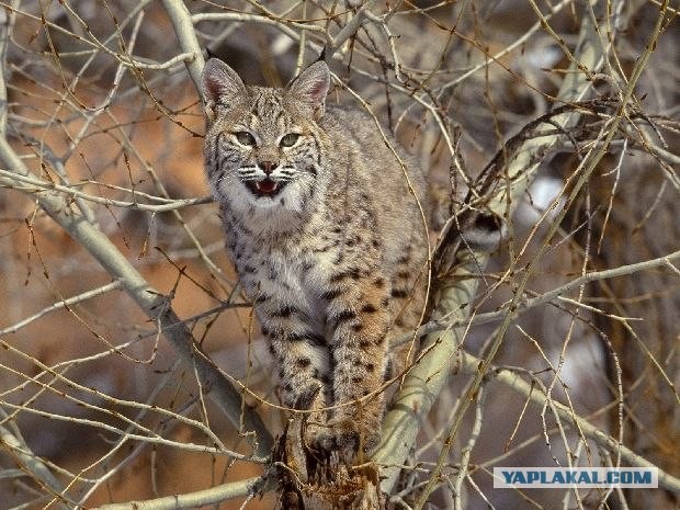 Про прапора, кота