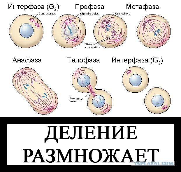 Фотожаба: Бурение убивает
