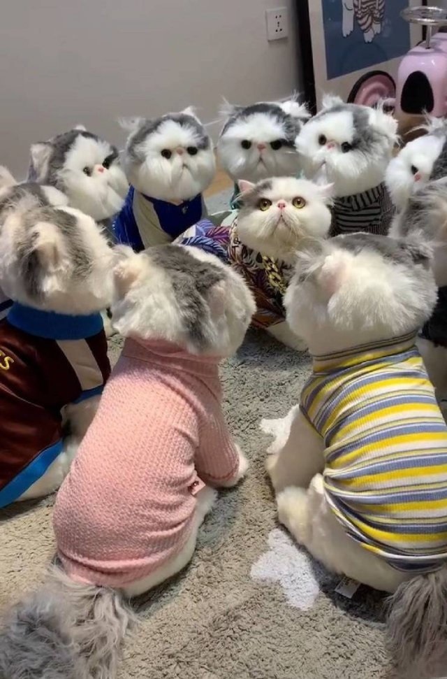 Коты они такие