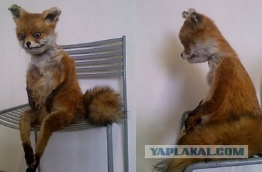 Таксидермия + наркомания