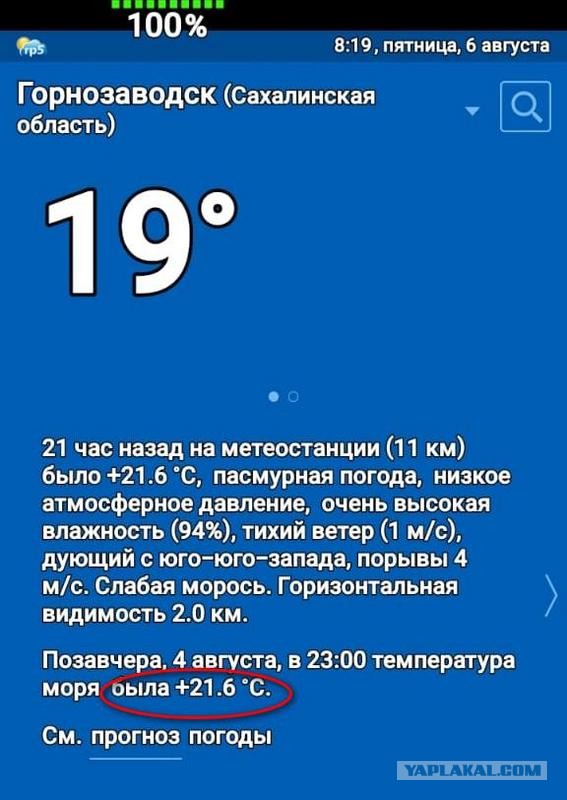 Белуха приплыла поиграть с людьми в Приморье