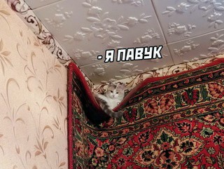 Картинки и мемы для настроения 27.01.2022