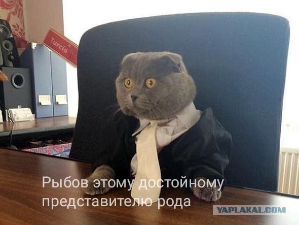 Две миски корма этому господину!