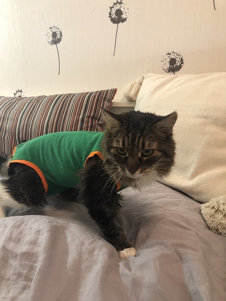 Александра к котовторнику!