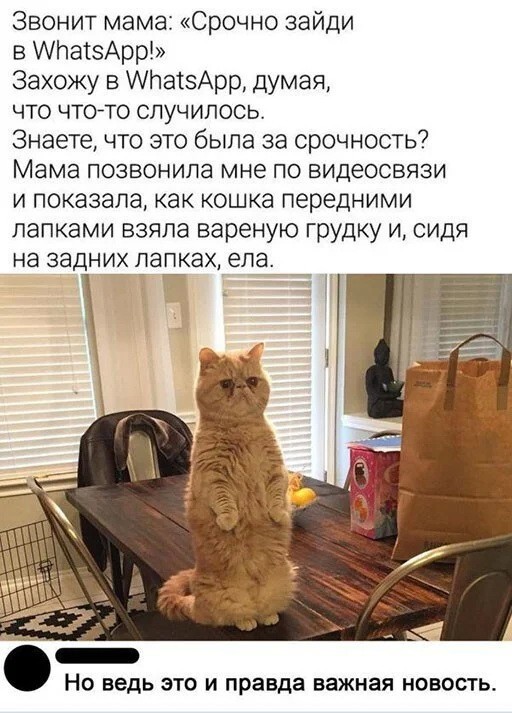 Картинки и мемы для настроения - 31
