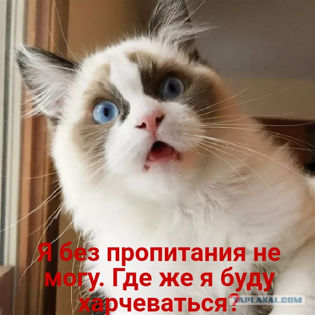 Наглая рыжая морда