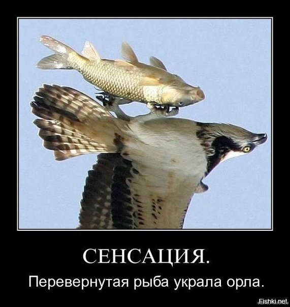 Награда за настойчивость