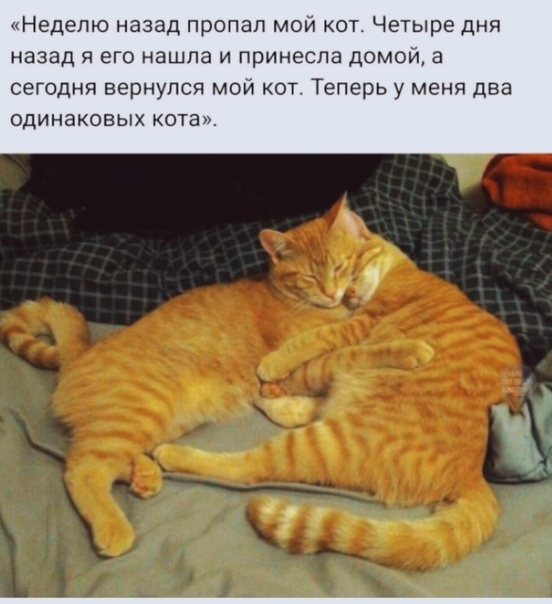 Нашли беглеца!