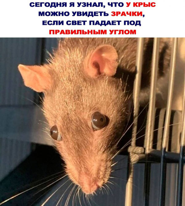 К обеду подвезли свежие баяны