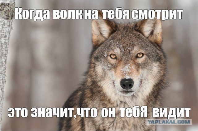 Умные цитаты или подпорки глупости...