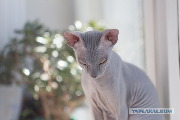 Котовторник 21.05.2013