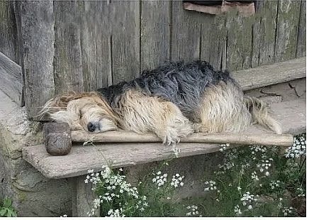 Собаки которые уснули в прикольных позах