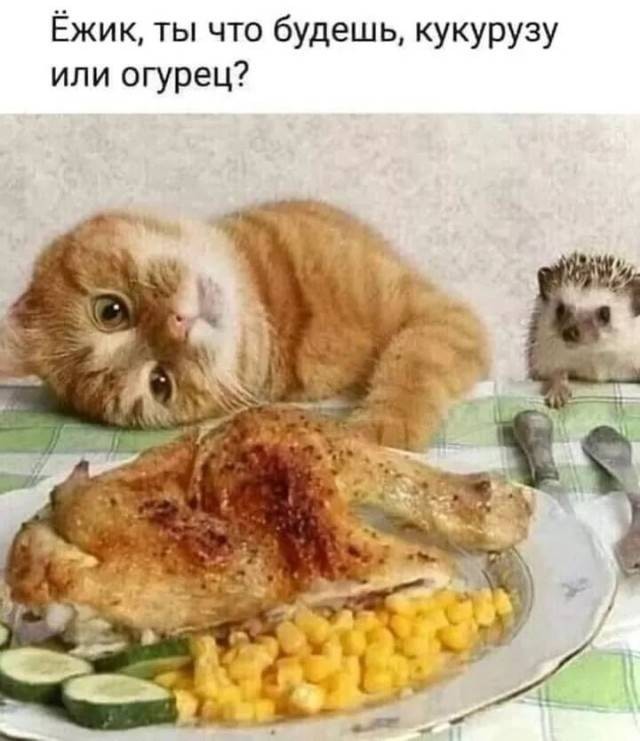 Немного забавных картинок