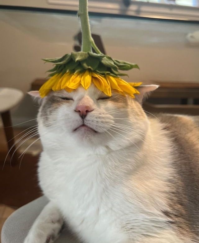 Котовторник в картинках