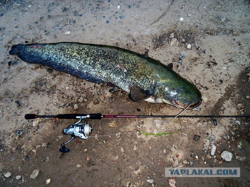 О рыбалке с творческим подходом