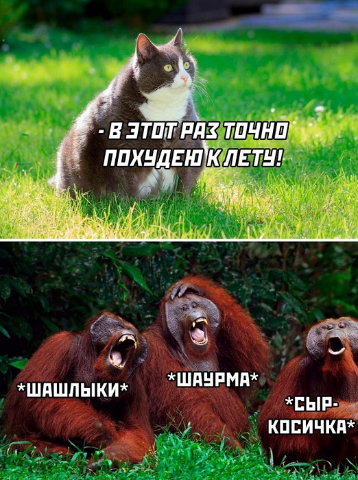 К котовторнику: подборка картинок-баянов с котиками и про котиков. Выпуск 11
