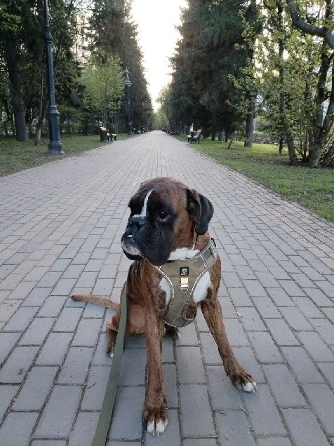 Собакочетверг же!