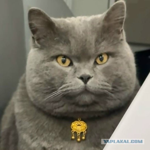 Когда я стану котом, то никому не скажу, но будут знаки