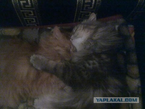 Котейка, который не знает как лежат котейки