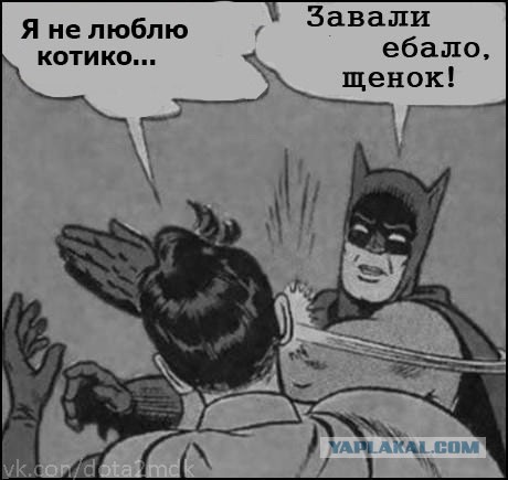 Все любят котиков!