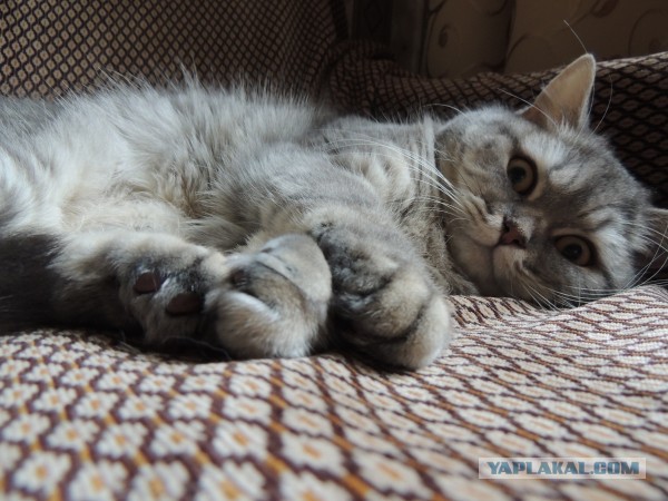 Котовторник 29.10.2013