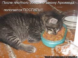 Коты ученых