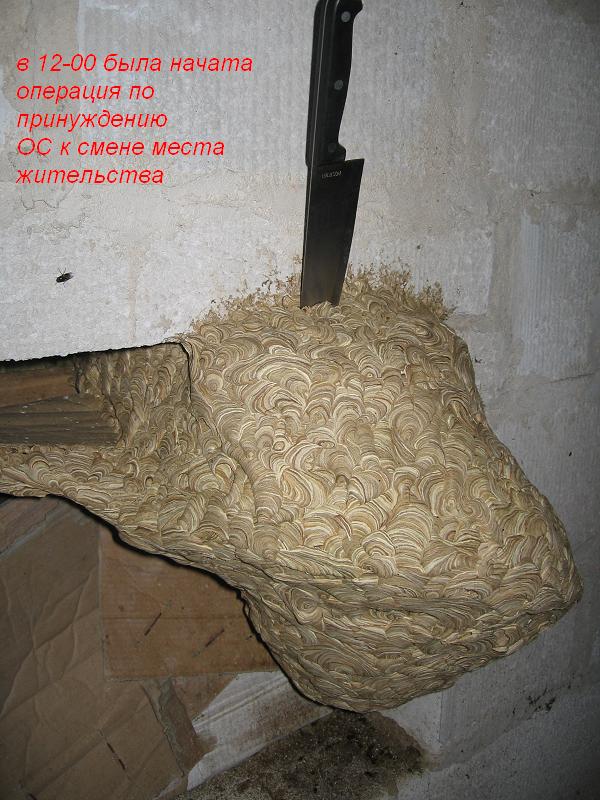 Где осы зимуют?