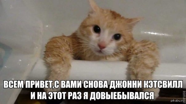 Спасение котёнка, Осторожно мат!