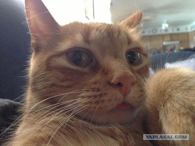 Котовторник 02.09.2014