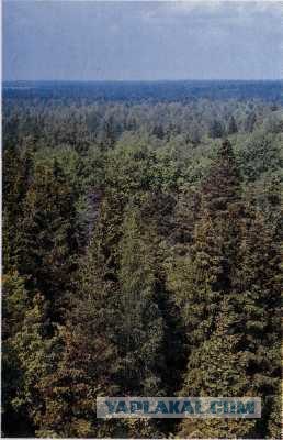 Утро в бору.