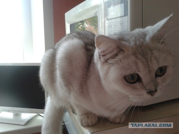 Вот такая кошечка..