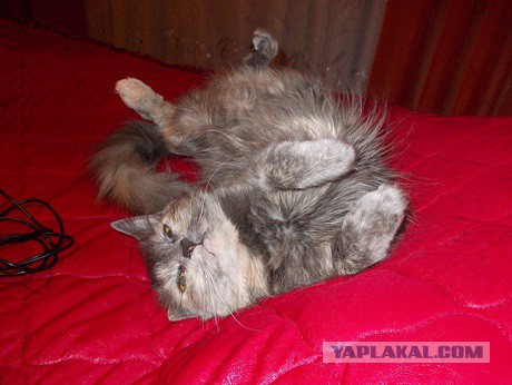 Котовторник 28.10.2014