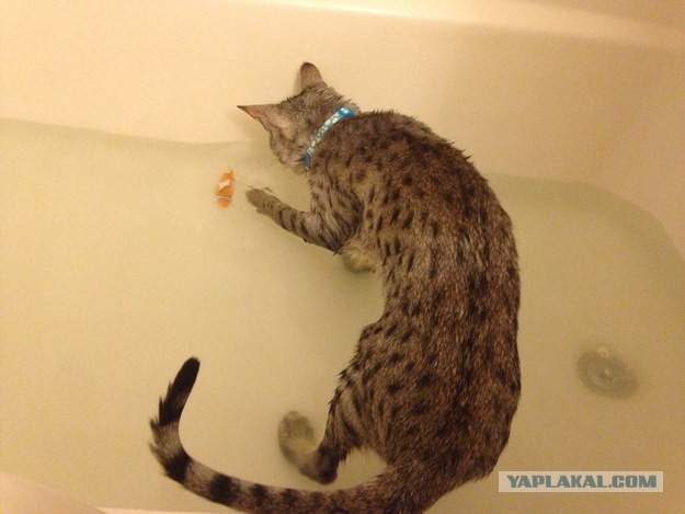 Котовторник 27.01.2015