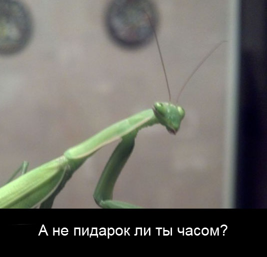 Ночной гость