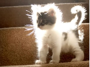 Котовторник 5.05.2015.