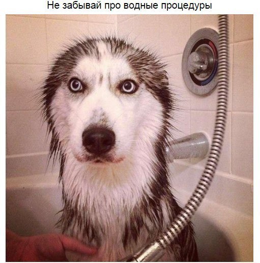 Мудрость хаски