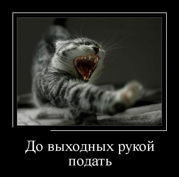 Веселости на пятницу