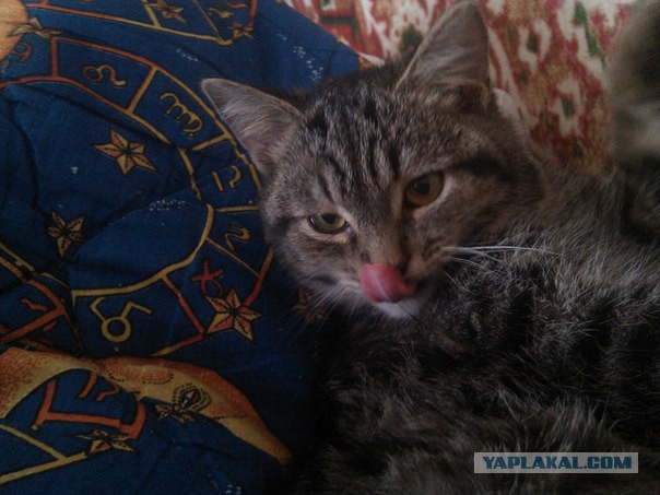 Котовторник 30,06, 2015