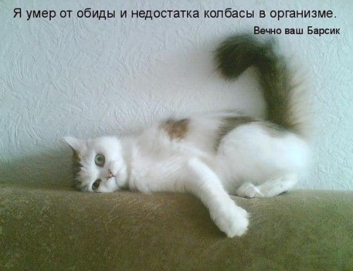 Котовторник