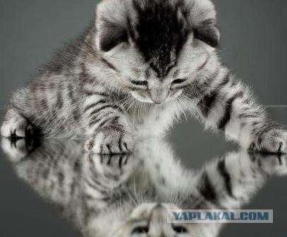 Котовторник