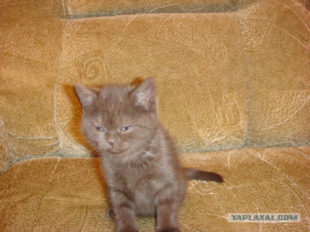 Очень серьезный котенок