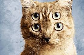 Как он это делает?