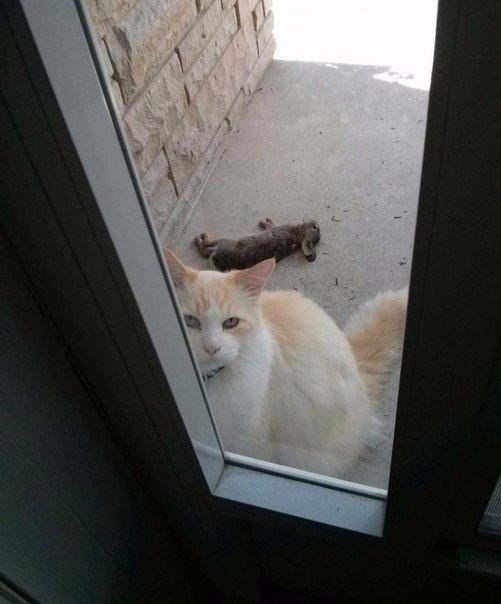 Подборка интересных и веселых картинок