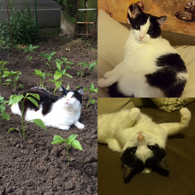 Котовторник 05.07.16