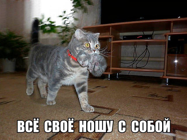 Прикольные животные