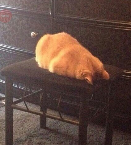 Коты из сети